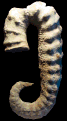 Ancyloceras matheronianum