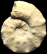 Morrowites wingi