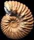 Hoplites (Hoplites) benettianus  var. pseudodeluci