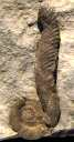 Macroscaphites striatisulcatus