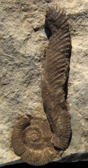 Ammonites et aliae spirae II - Macroscaphites striatisulcatus