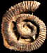Aegocrioceras raricostatum