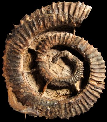 Ammonites et aliae spirae II - Aegocrioceras raricostatum