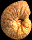 Neolobites vibrayeanus