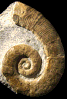 Protacrioceras alpinum