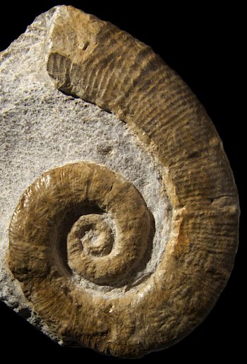 Ammonites et aliae spirae II - Protacrioceras alpinum