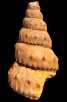 Neostlingoceras carcitanense