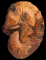 Scaphites bassei