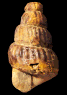 Ostlingoceras (Ostlingoceras) aff. colcanapi