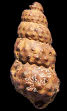 Mariella (Mariella) essenensis