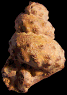 Mariella (Mariella) essenensis