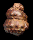 Hypoturrilites waterloti