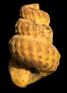 Mariella (Mariella) dorsetensis