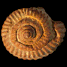 Mariella (Mariella) gallienii