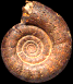 Anagaudryceras sacya