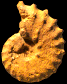 Submantelliceras cf. aumalense