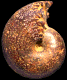 Desmoceras (Desmoceras) latidorsatum