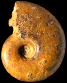 Uhligella walleranti var. jacobi