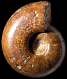 Puzosia (Puzosia) paronae