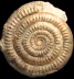 Stephanoceras (Skirroceras) bayleanum (M)