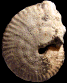 Strigoceras languidum (M)
