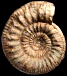 Kumatostephanus kumaterus