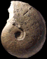 Sonninia (Sonninia) carinodiscus (M)