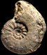 Sonninia (Sonninia) propinquans (M)
