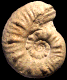 Sonninia (Euhoploceras) cf. adicra