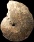Strigoceras languidum (M)