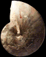 Wrightoceras munieri