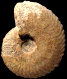 Tragophylloceras undulatum