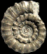 Metaderoceras gr. muticum