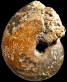 Tragophylloceras loscombi