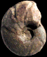 Harpophylloceras eximium