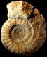 Tropidoceras cf. obtusum