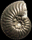 Amaltheus margaritatus forme margaritatus