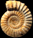 Acanthopleuroceras maugenesti