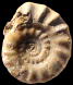 Acanthopleuroceras inflatum