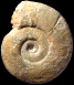 Larcheria larcheri