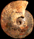 Choffaticeras (Choffaticeras) segne