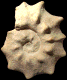 Mammites nodosoides
