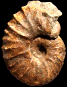 Eupachydiscus isculensis