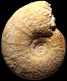 Pachydiscus (Pachydiscus) oldhami