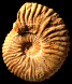 Pseudocalycoceras harpax