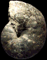 Calliphylloceras demidoffi