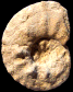 Forresteria (Harleites) nicklesi