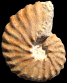 Hoplitoplacenticeras marroti