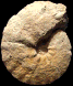 Forresteria (Harleites) nicklesi