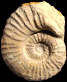 Romaniceras (Romaniceras) kallesi